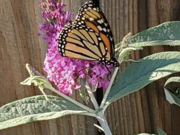 Monarch in California