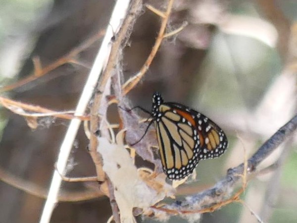 Monarch butterfly in California