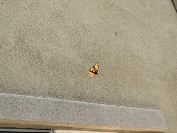 Monarch butterfly in California