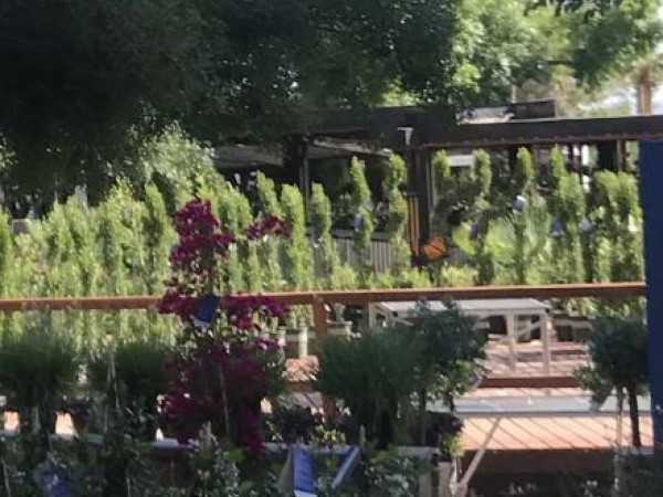 Monarch butterfly in Arizona