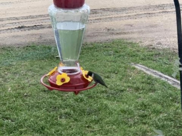 Ruby-throated Hummingbird