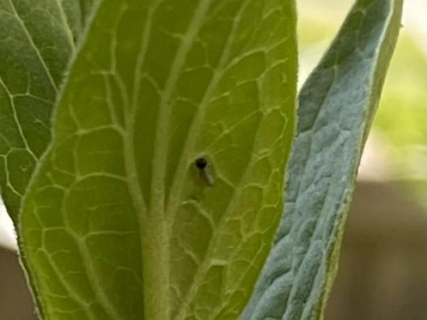 Monarch larva on milkweed