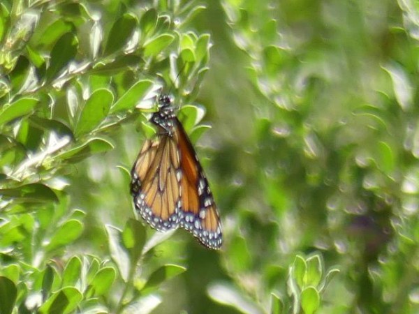 Monarch Butterfly 