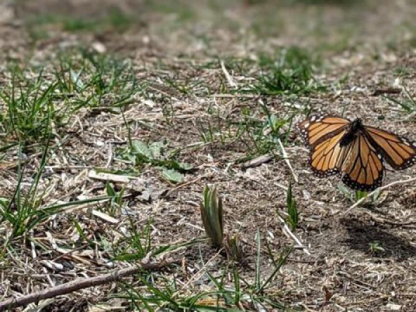 Monarch butterfly 