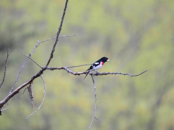 Rose-breasted Grosbeak