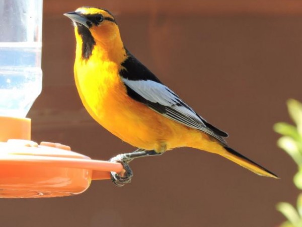 Bullock's Oriole