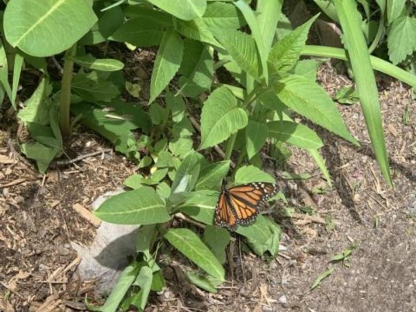 Monarch butterfly 