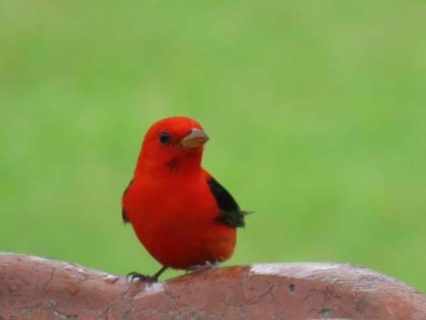Scarlet Tanager