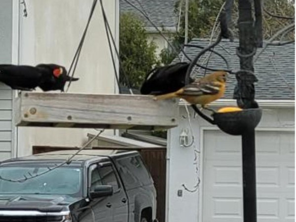Red-winged Blackbirds and Baltimore Oriole 
