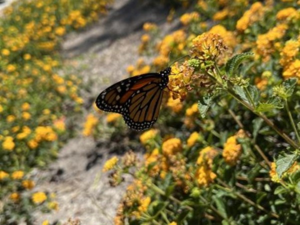 Monarch nectaring in California