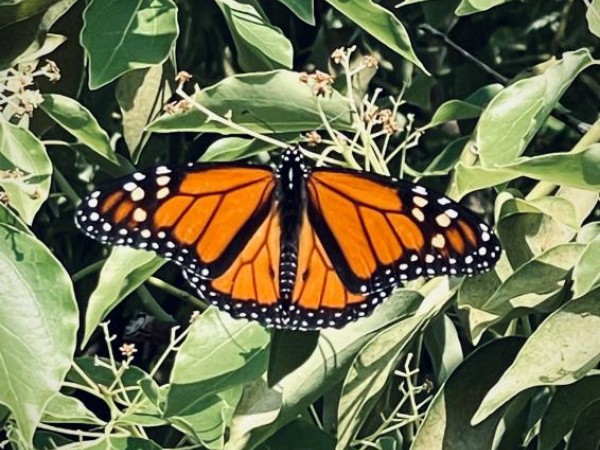 Monarch butterfly