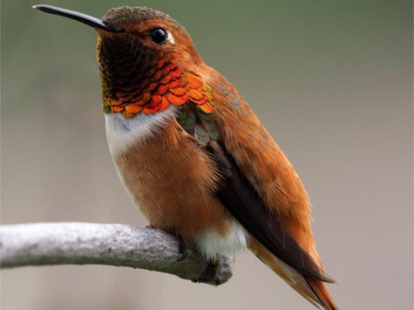 Rufous Hummingbird 