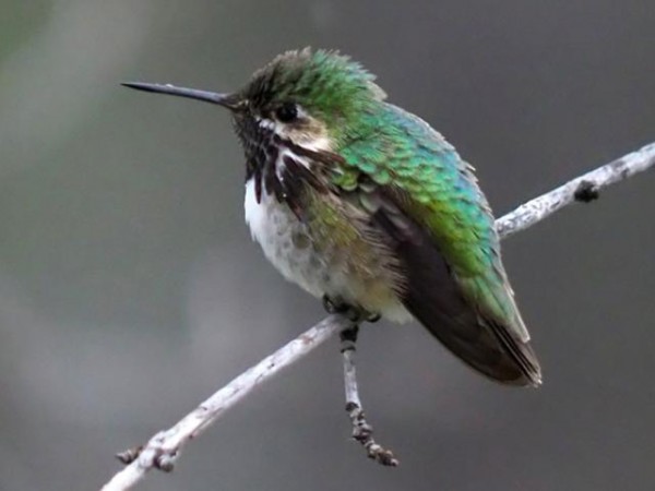 Calliope Hummingbird 