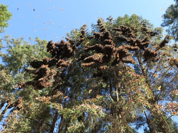 2022 Monarch Biosphere Reserve Monarch Roost