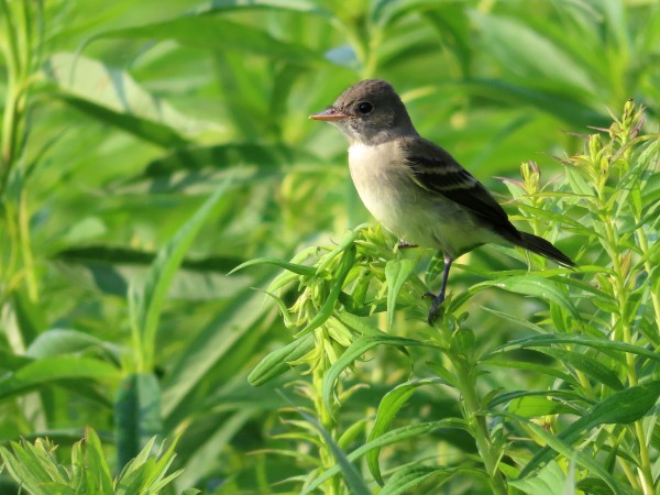Willow Flycatcher
