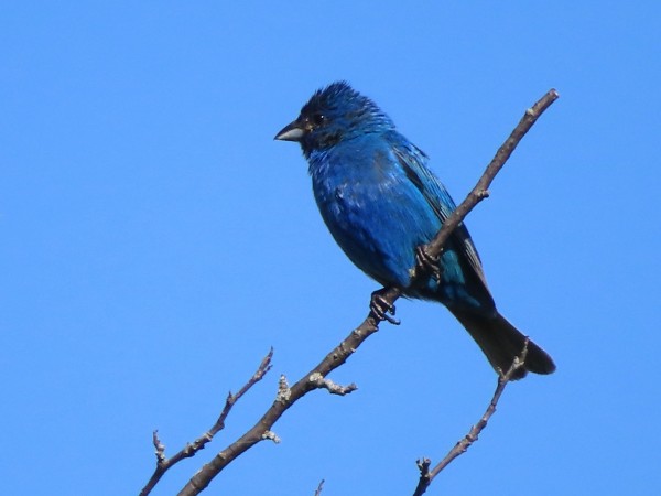 Indigo Bunting