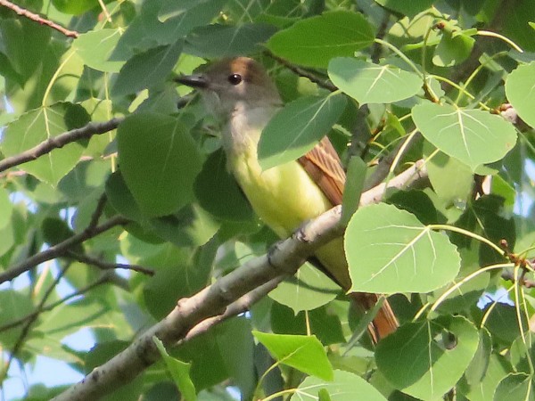 Great Crested Flycatcher