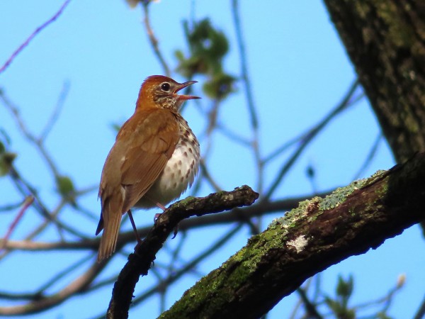 Wood Thrush
