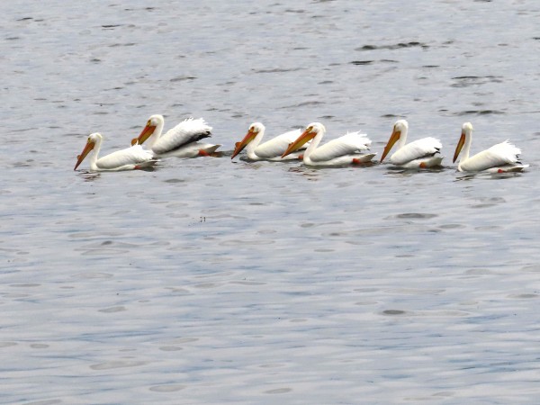 American White Pelicans