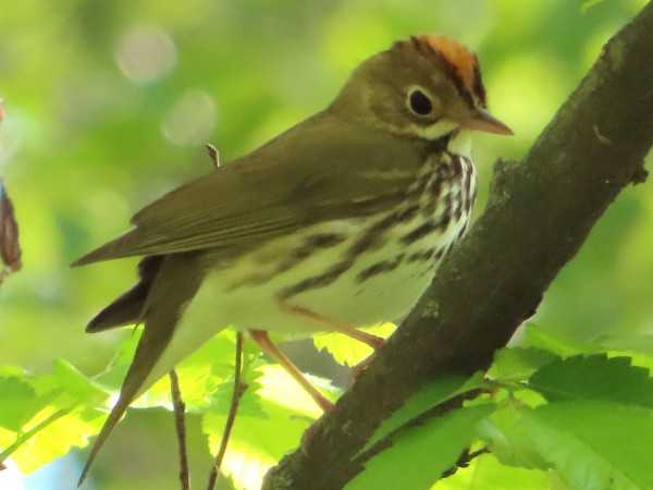 Ovenbird