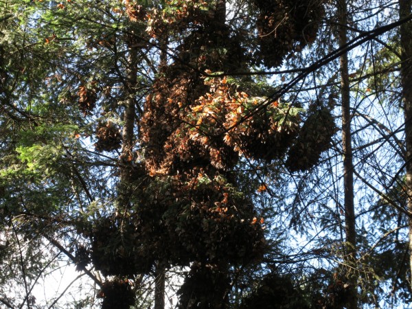 monarch roosting in El Rosario