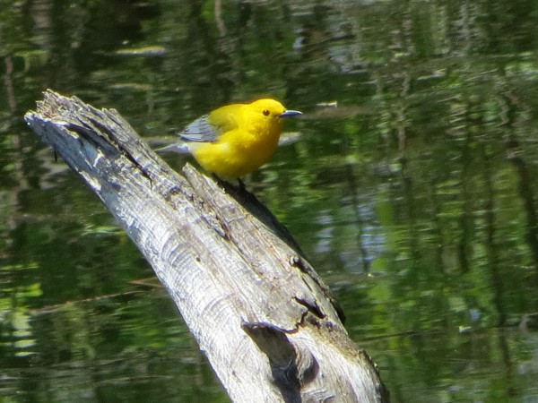 Prothonotary Warbler