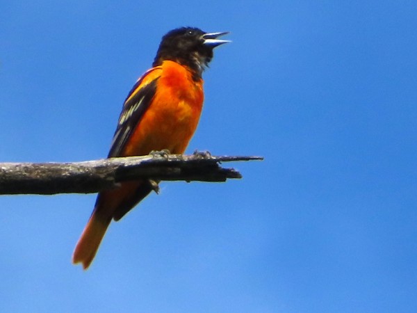 Baltimore Oriole 