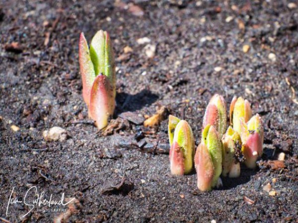 Swamp milkweed emerging in Manitoba