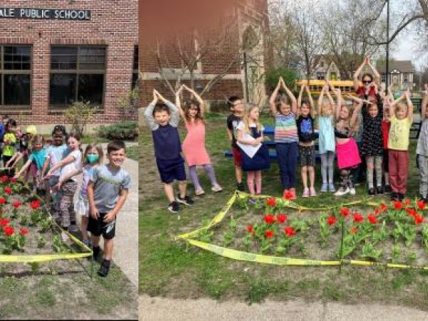Tulips blooming in Minnesota