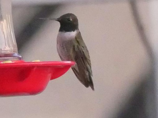 Black-chinned Hummingbird