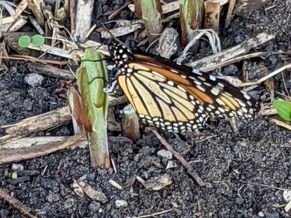 Monarch laying eggs in Minnesota