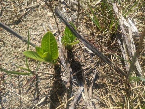 common milkweed