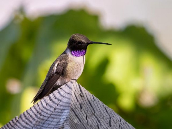 Black-chinned Hummingbird