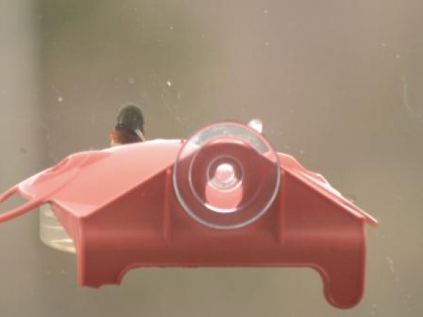 Ruby-throated Hummingbird