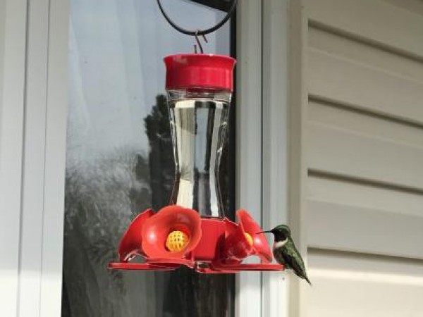 Ruby-throated Hummingbird