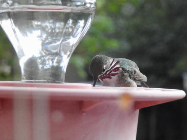 Calliope Hummingbird