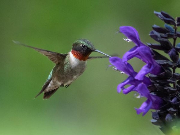 Ruby-throated Hummingbird