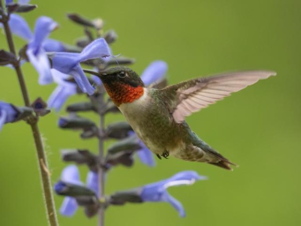 Ruby-throated Hummingbird