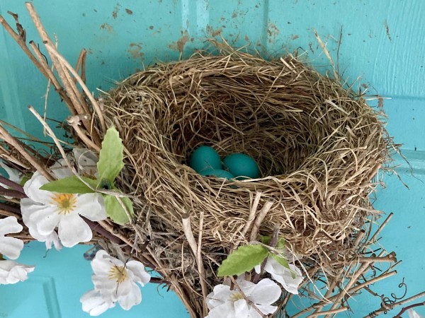 American Robin nest with eggs