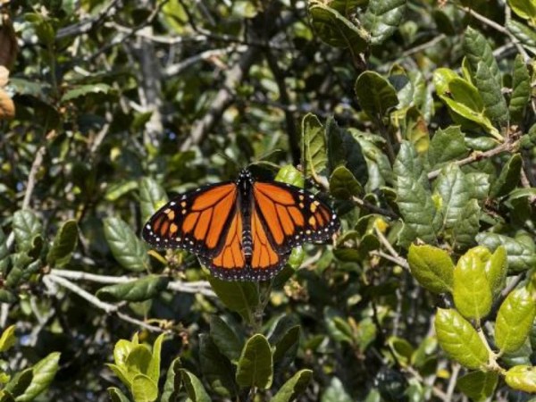 Monarch Butterfly 