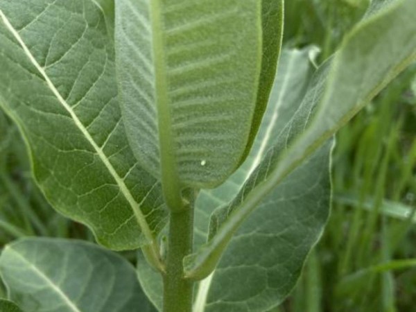 Monarch eggs on milkweed 