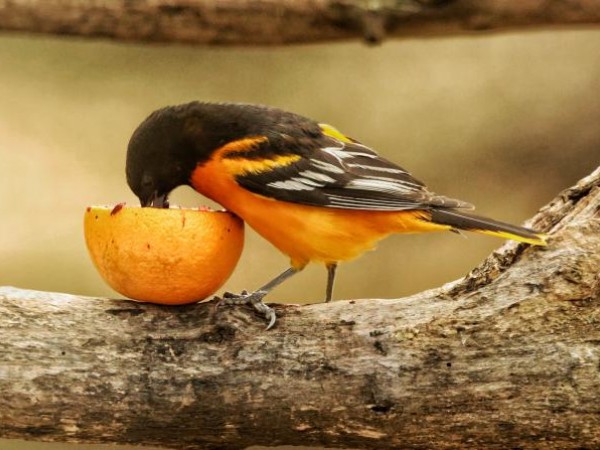 Baltimore Oriole