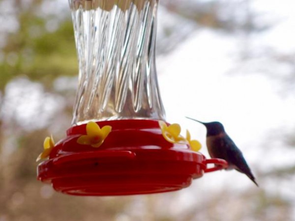 Ruby-throated Hummingbird