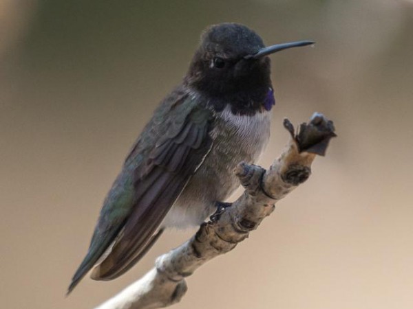Black-chinned Hummingbird