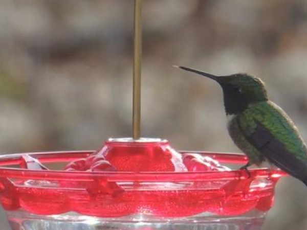 Ruby-throated Hummingbird