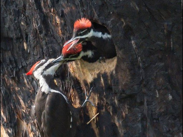 Pileated Woodpecker