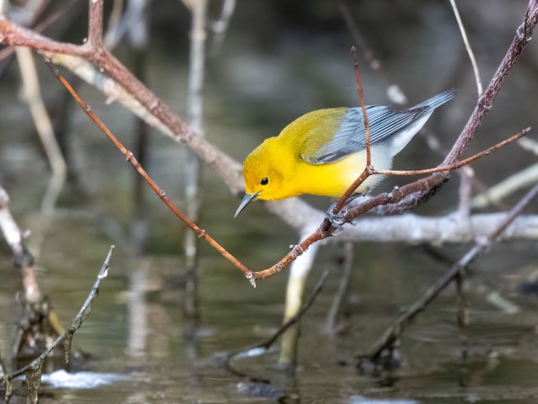 Prothonotary Warbler