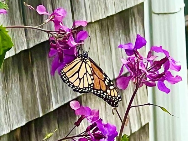 Monarch nectaring on Lunaria
