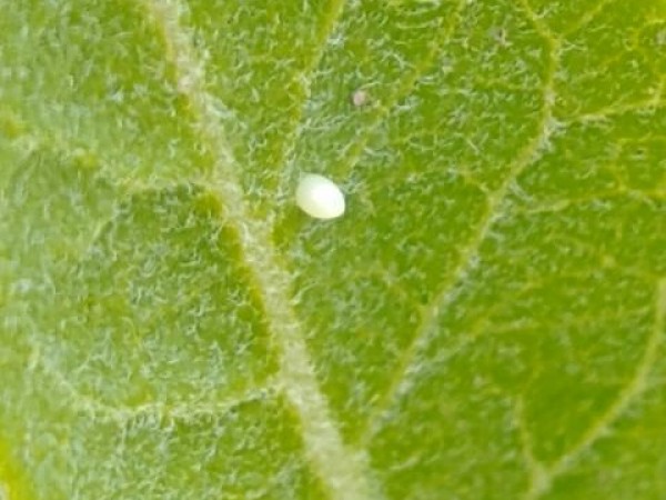 Monarch egg