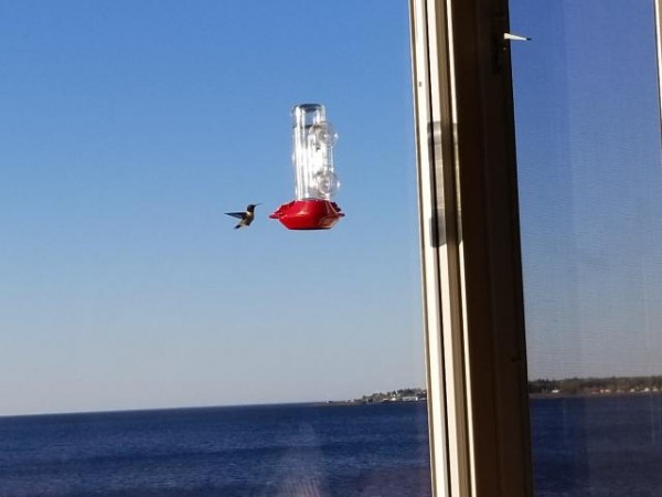 Ruby-throated Hummingbird